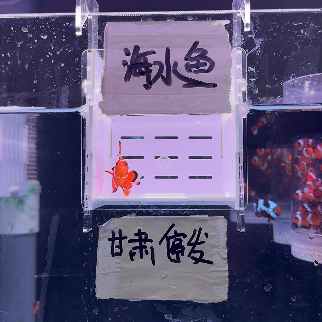 海水鱼5+配4+精品黑边公子一对