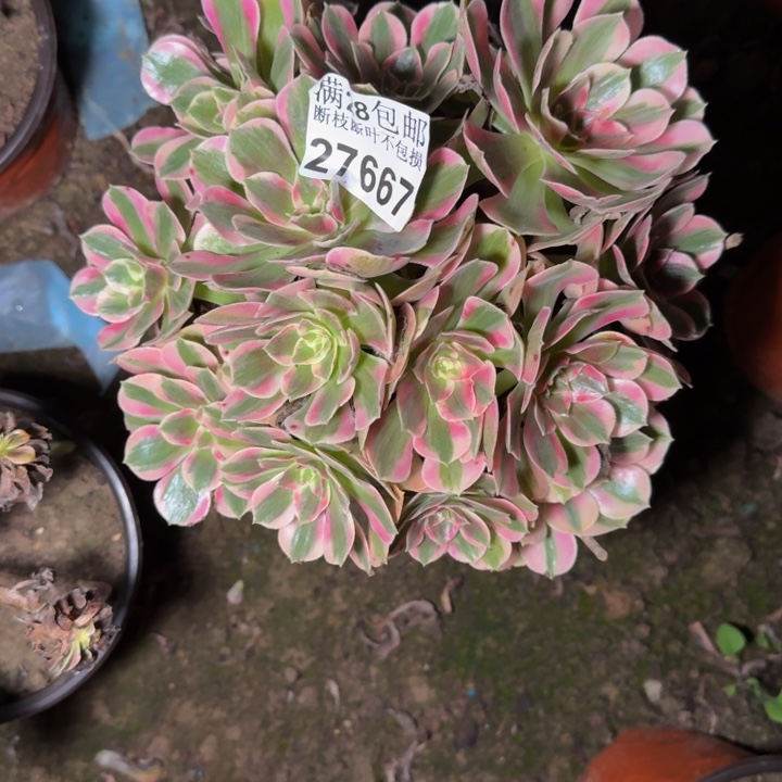 27667南女郎多肉植物