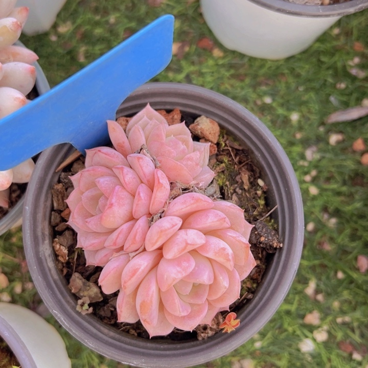 健健康康平平安安