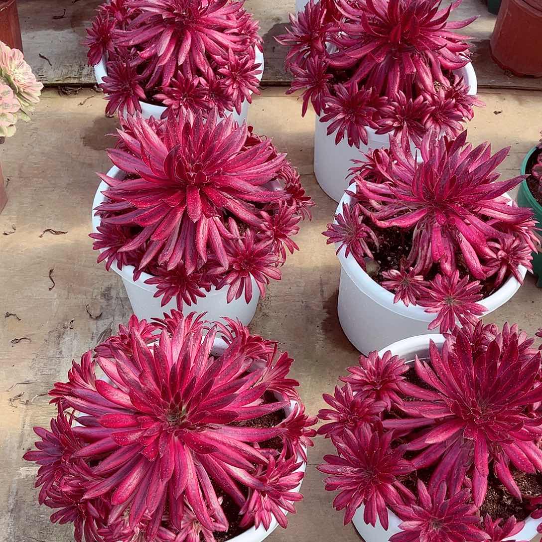 法师多肉漂亮漂亮