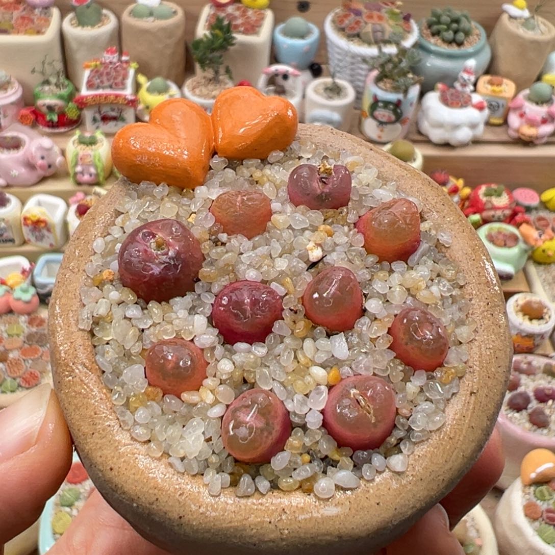 多肉植物108号超毛