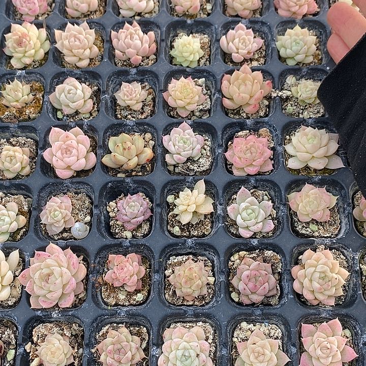 318多肉植物盆栽花卉植物