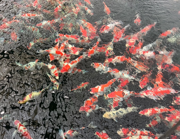 专拍改价链进口锦鲤精品自家产锦鲤血统