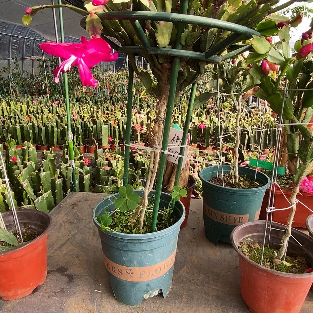 S***y完全开放叶仙嫁接一物一拍