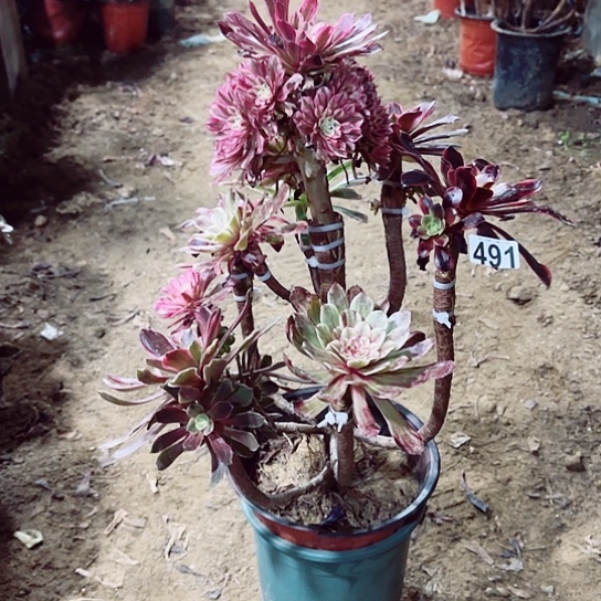 491嫁接老桩法师