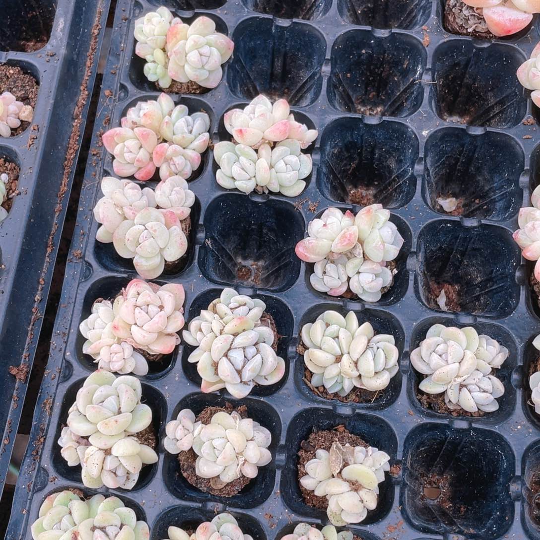 三头白体冰不包整穴一个满25包邮