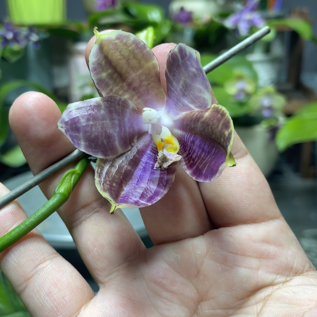 完全开放白虎交蓝豹，2.5杯开花株