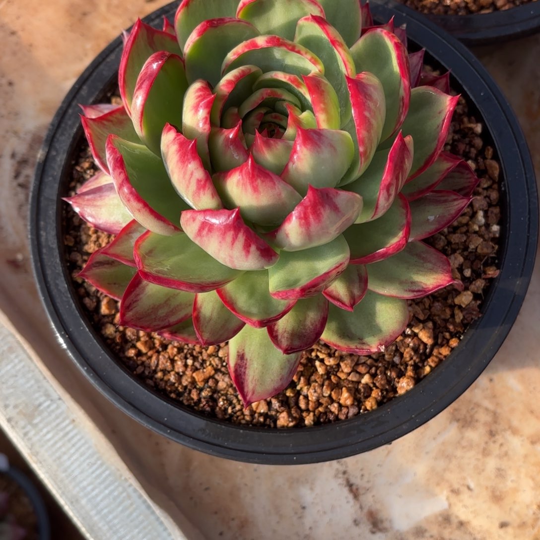 这个惊鸿仙子也挺漂亮的哦。