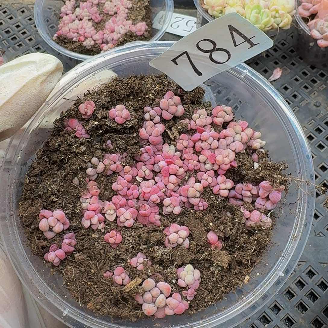 多肉植物多肉植物784