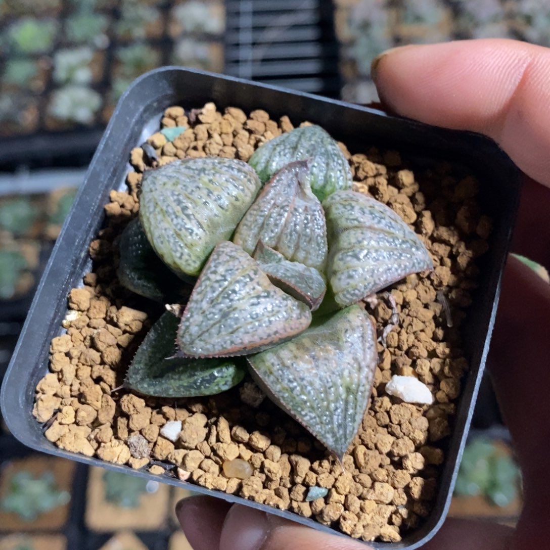 640 十二卷一颗福利。   