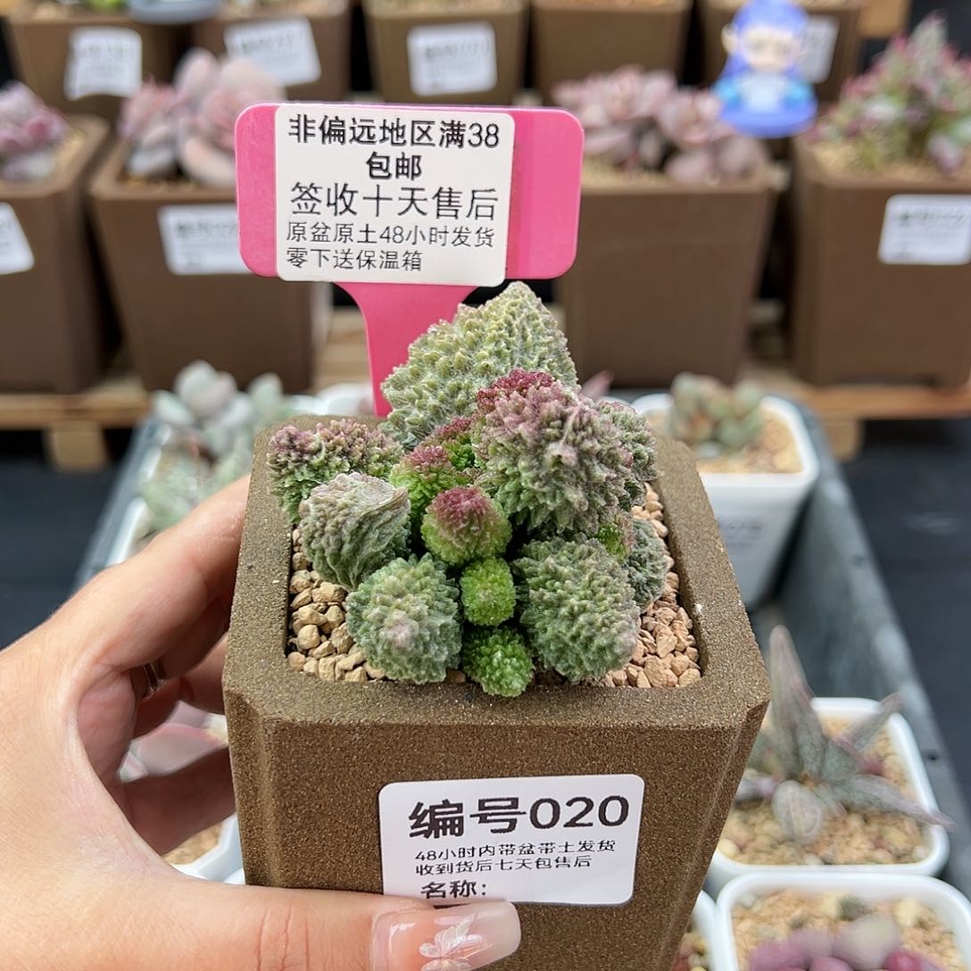 020朱紫玉多肉植物