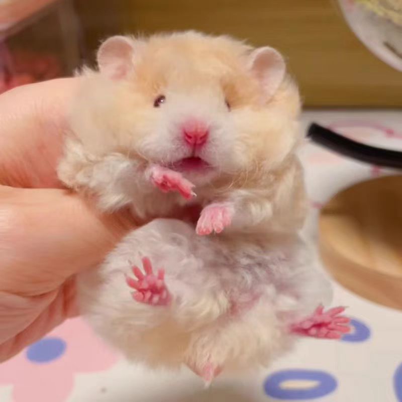 家养精品卷毛金丝卷毛米熊