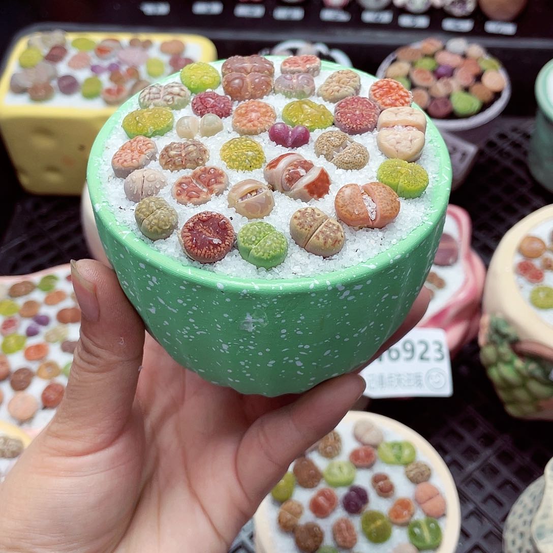 w6936 带盆土发货-零下地区拍保温箱