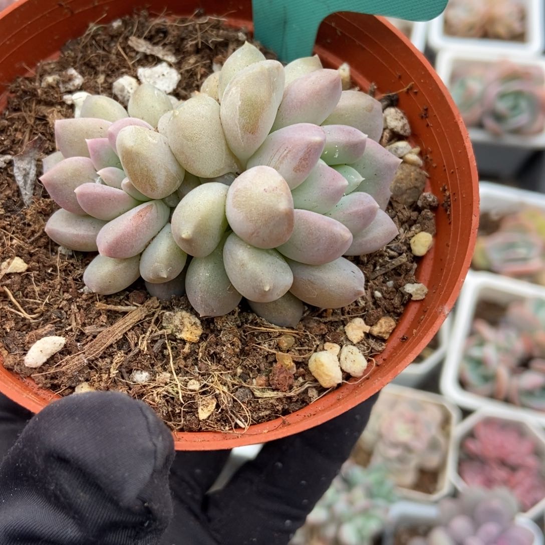 222奶糖多肉植物保护