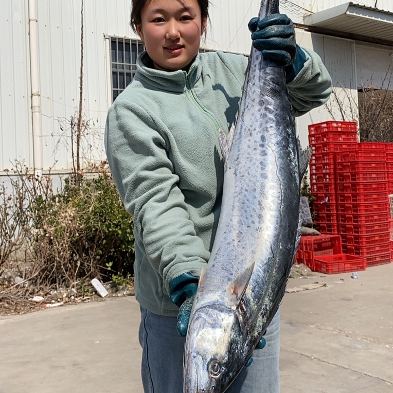 青岛大鲅鱼 6斤-20斤特大鲅鱼 新鲜速冻发货