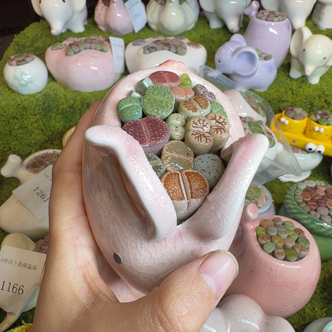 八****多肉植物福利冲冲