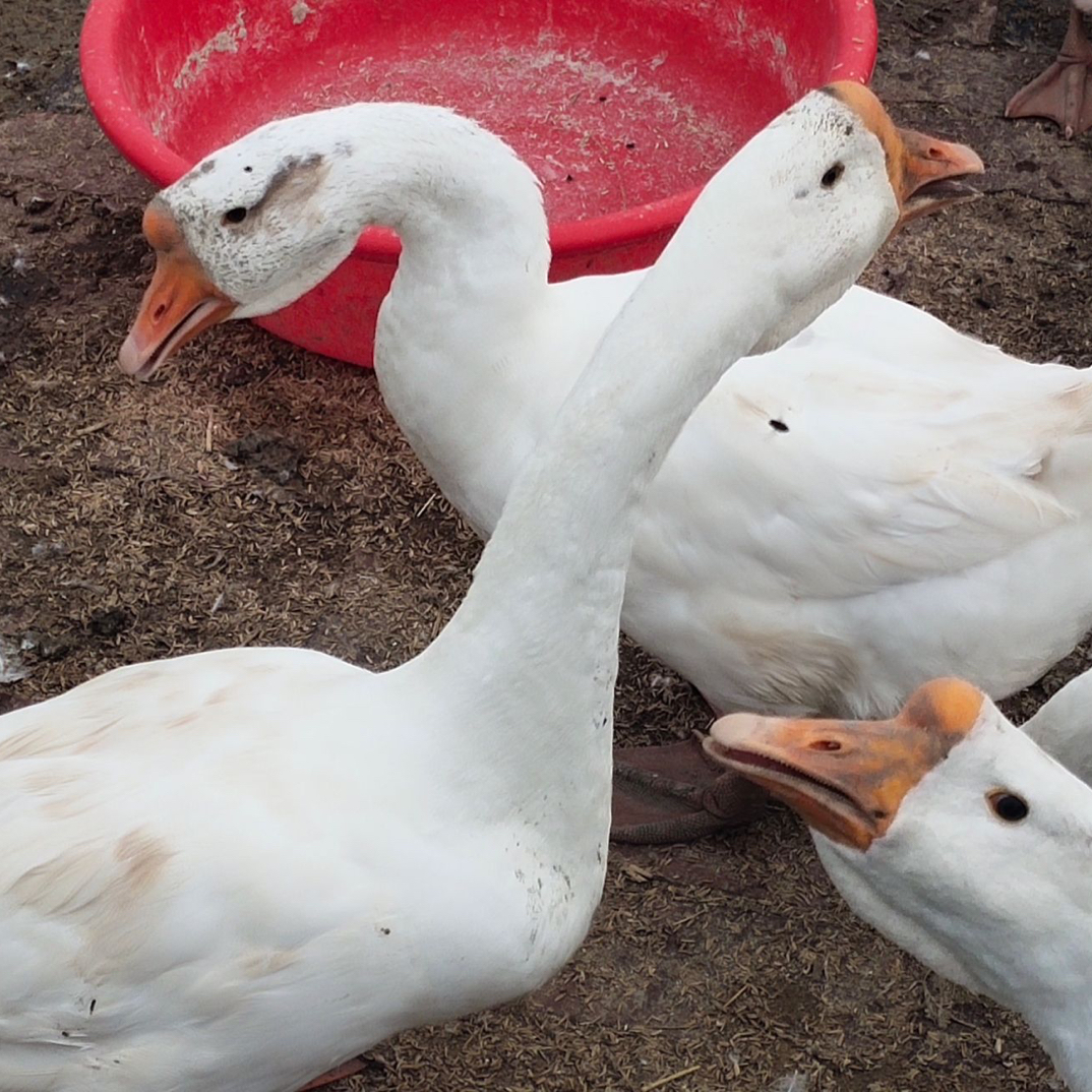 东北农村散养笨大鹅，带胗肝心，生鲜发出不支持拦截