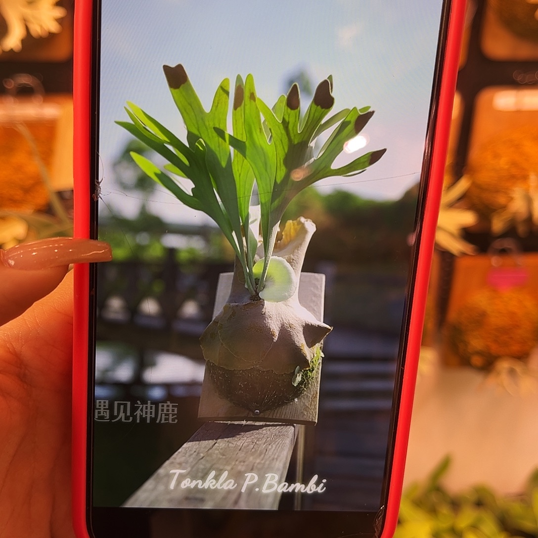 tonkla 斑比 侧 无原牌