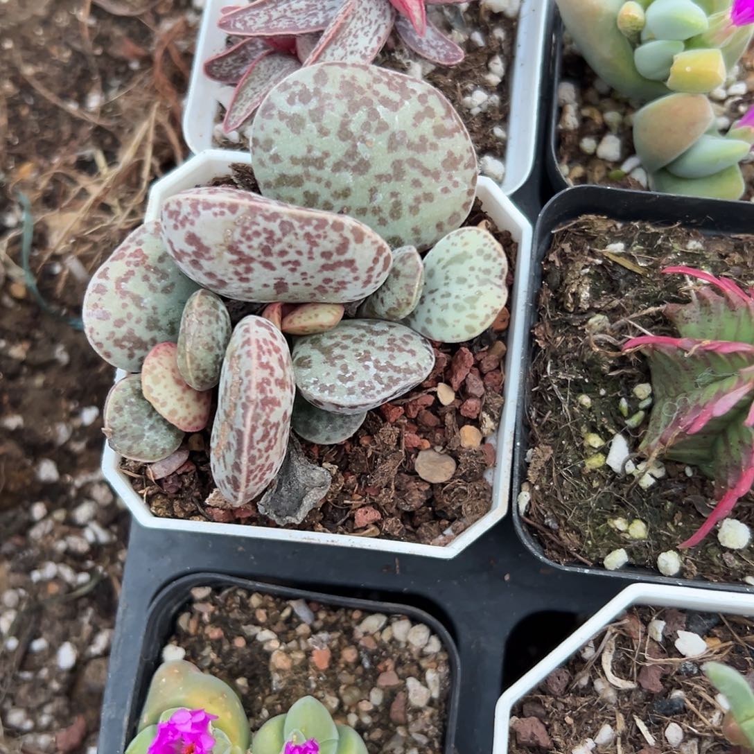 他***多肉植物花旦水泡