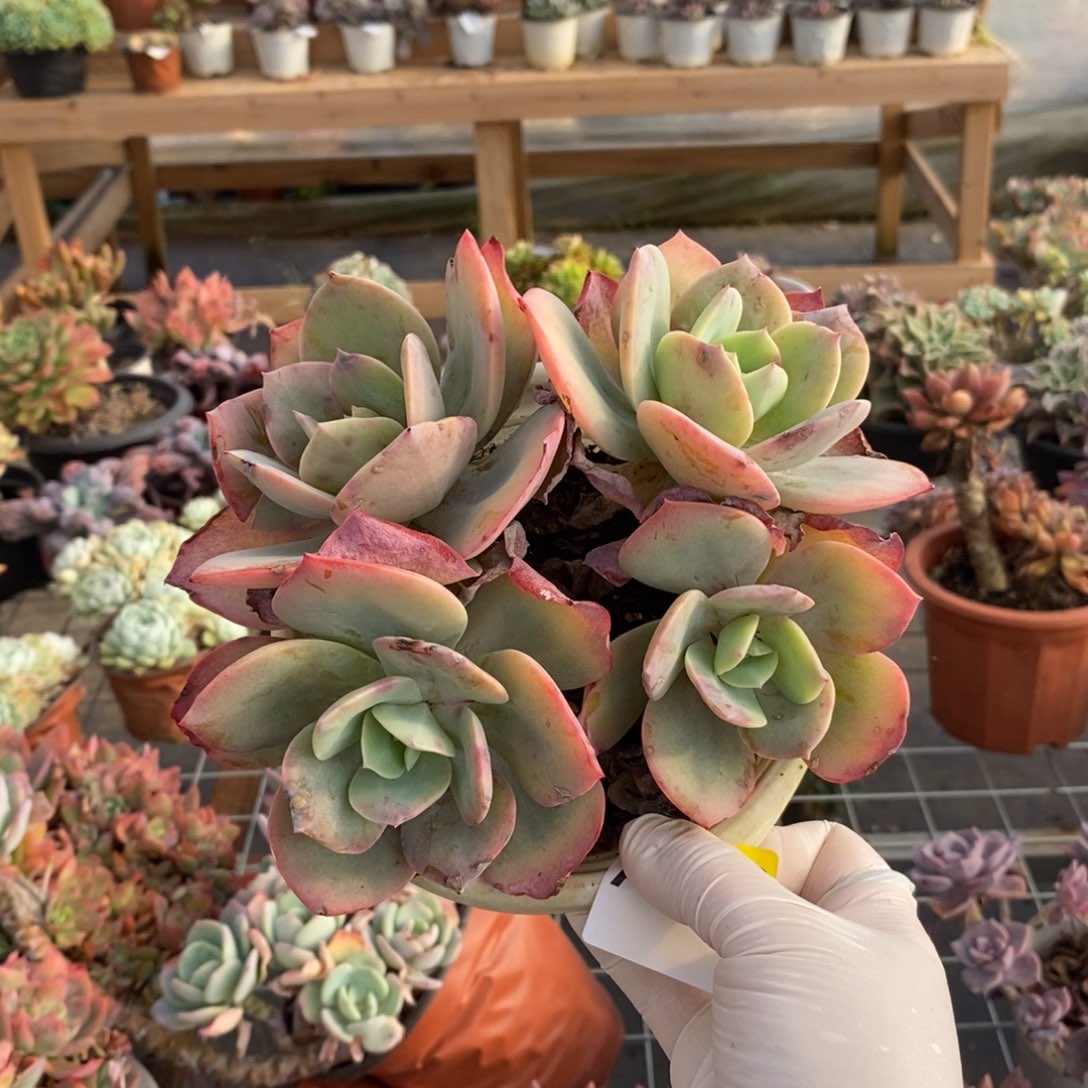 602白凤多头一物一拍