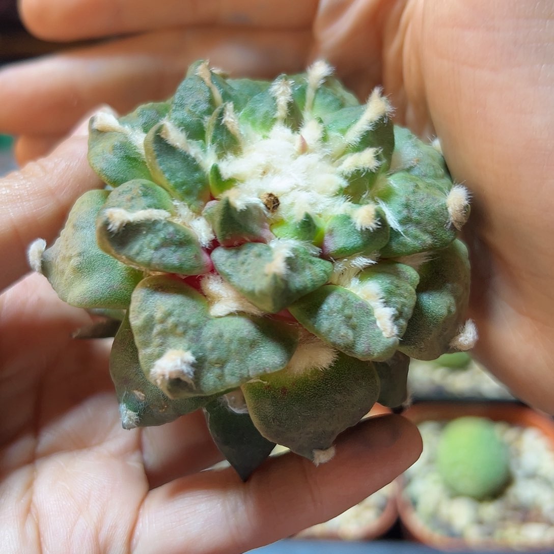 22号中筋龙爪怒无根7.5公分