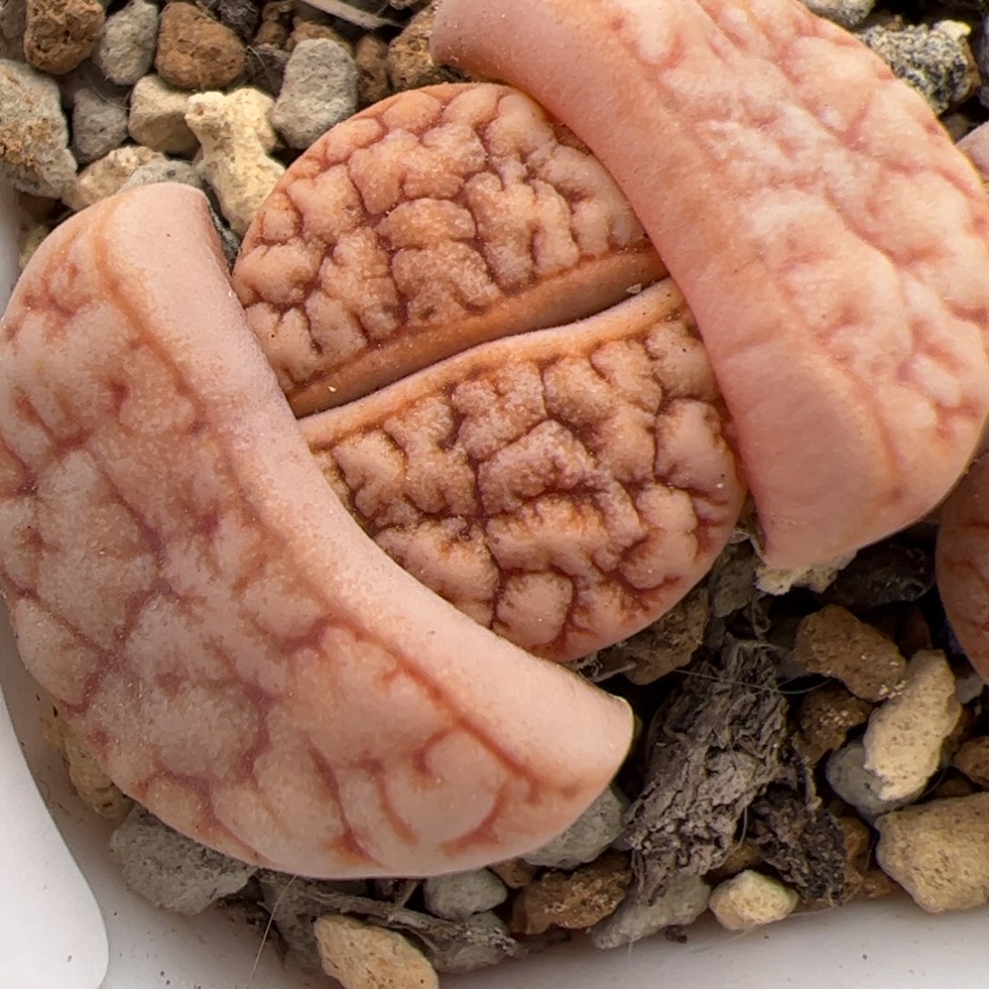 0783号 拿铁 189 多肉植物