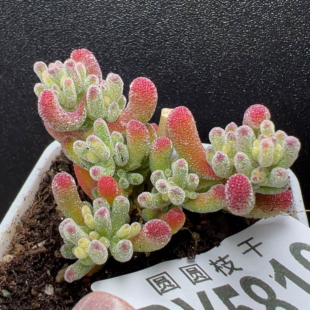 dy5810小精控冰晶锦冠幅4cm