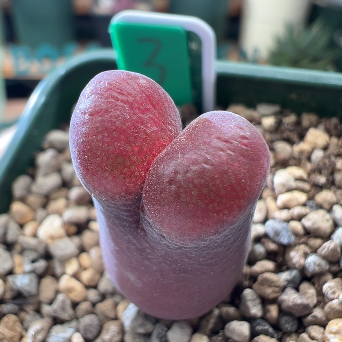 w373/流沙4.5年。状态绝绝子。大小窗福利 七夕折后价