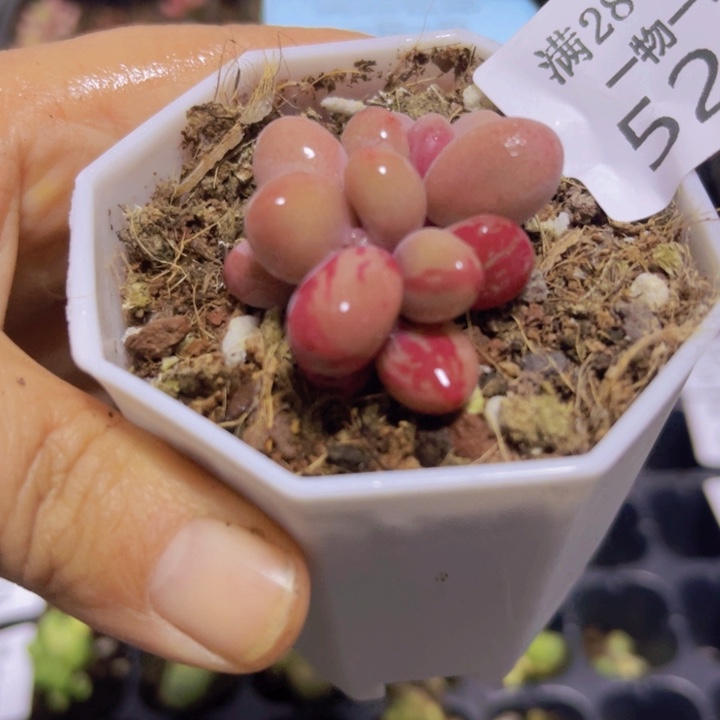 糖果美人拉丝锦多肉植物528