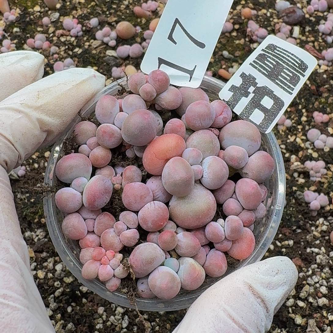 多肉植物多肉植物17量拍