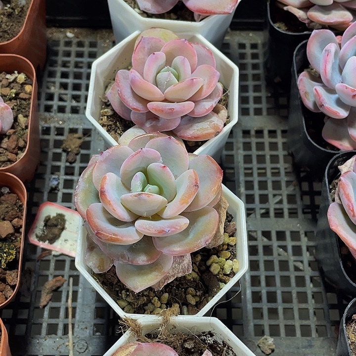 八角盆奶茶带盆土发过