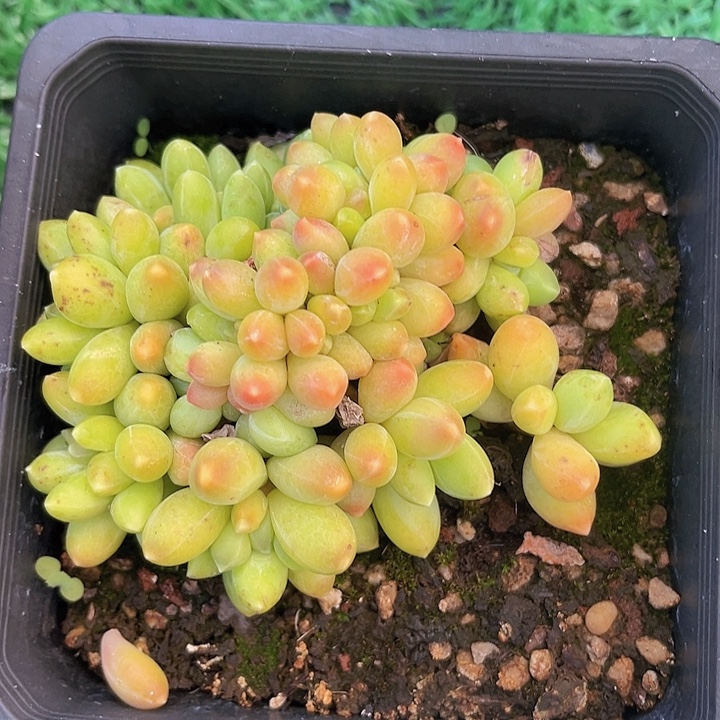 千代田缀12159多肉植物