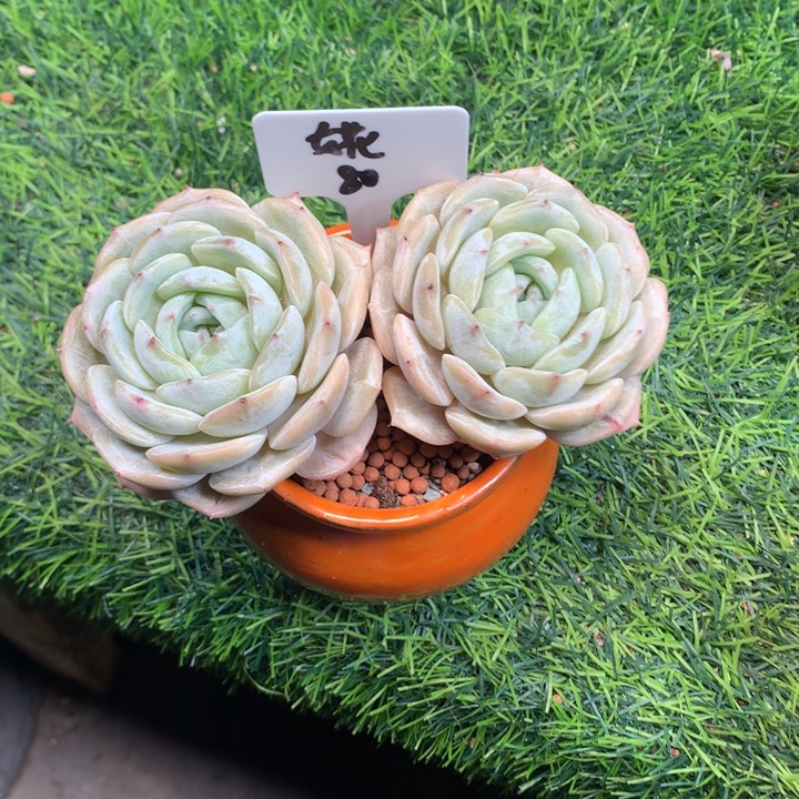 劳林双头老桩多肉发货