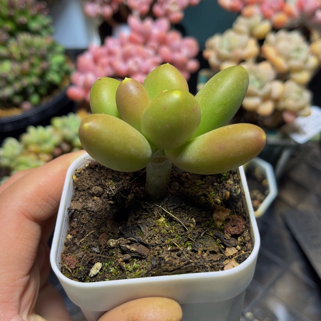 1249芒果奶6厘米多肉