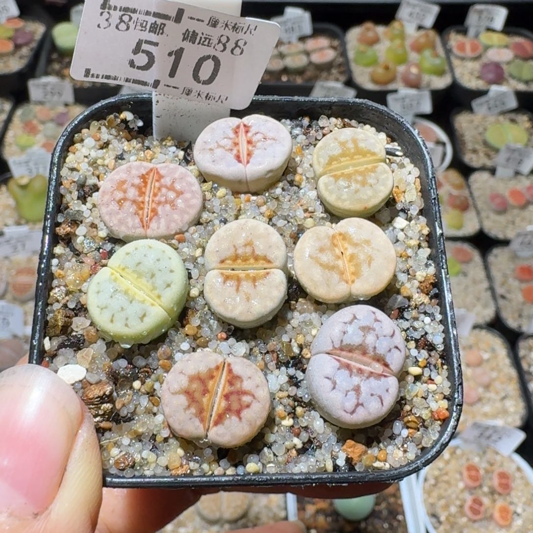 Sss生石花清货价510