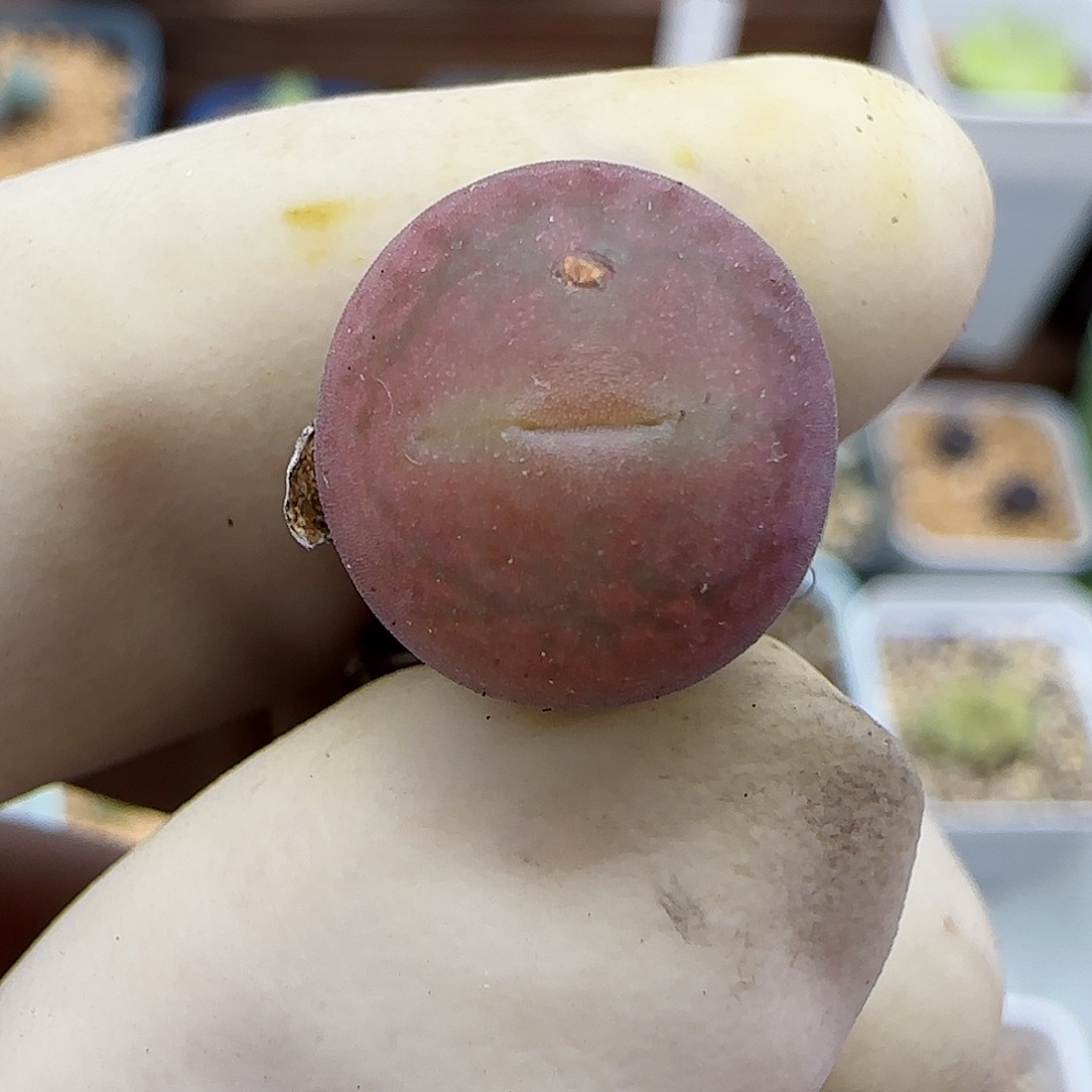 783猴脸杂交福利福利