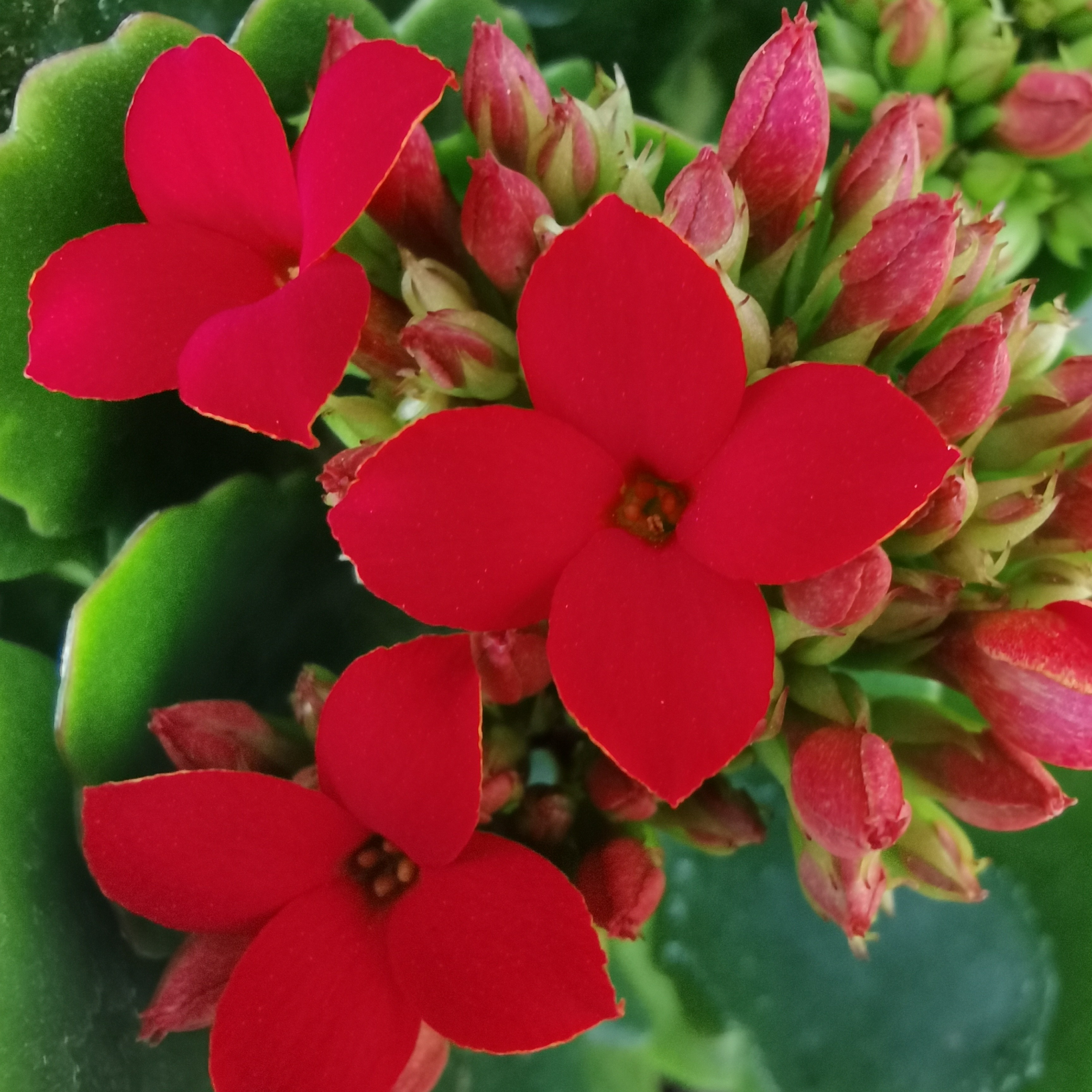 【菲戈】～单瓣红色长寿花(打顶苗)