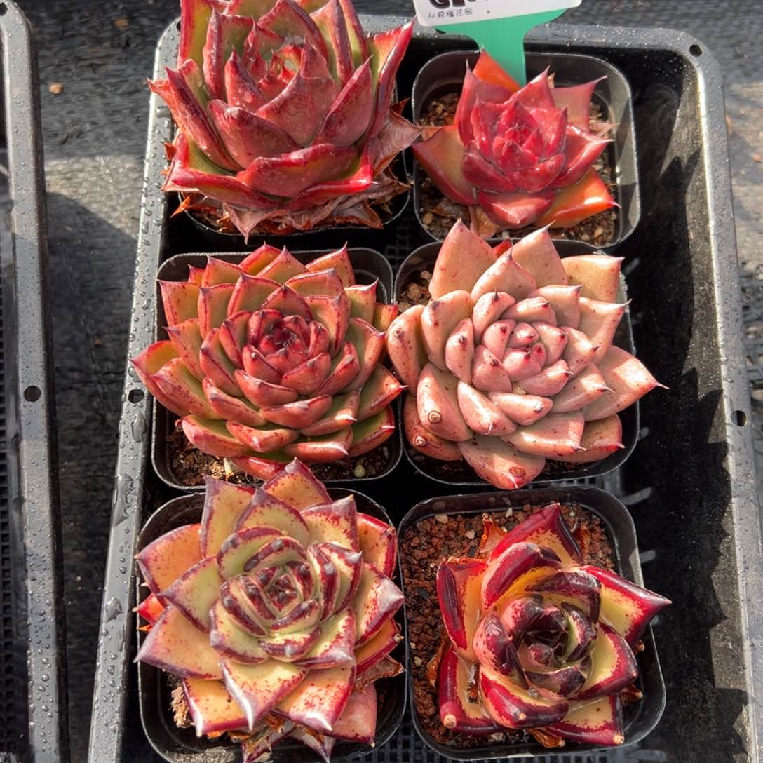 从前慢多肉精选编号0122. 91