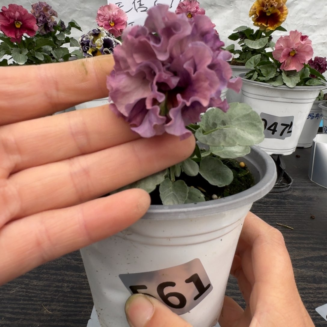 全部花朵561号礼服