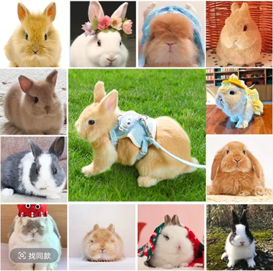 宠物通用活体链接