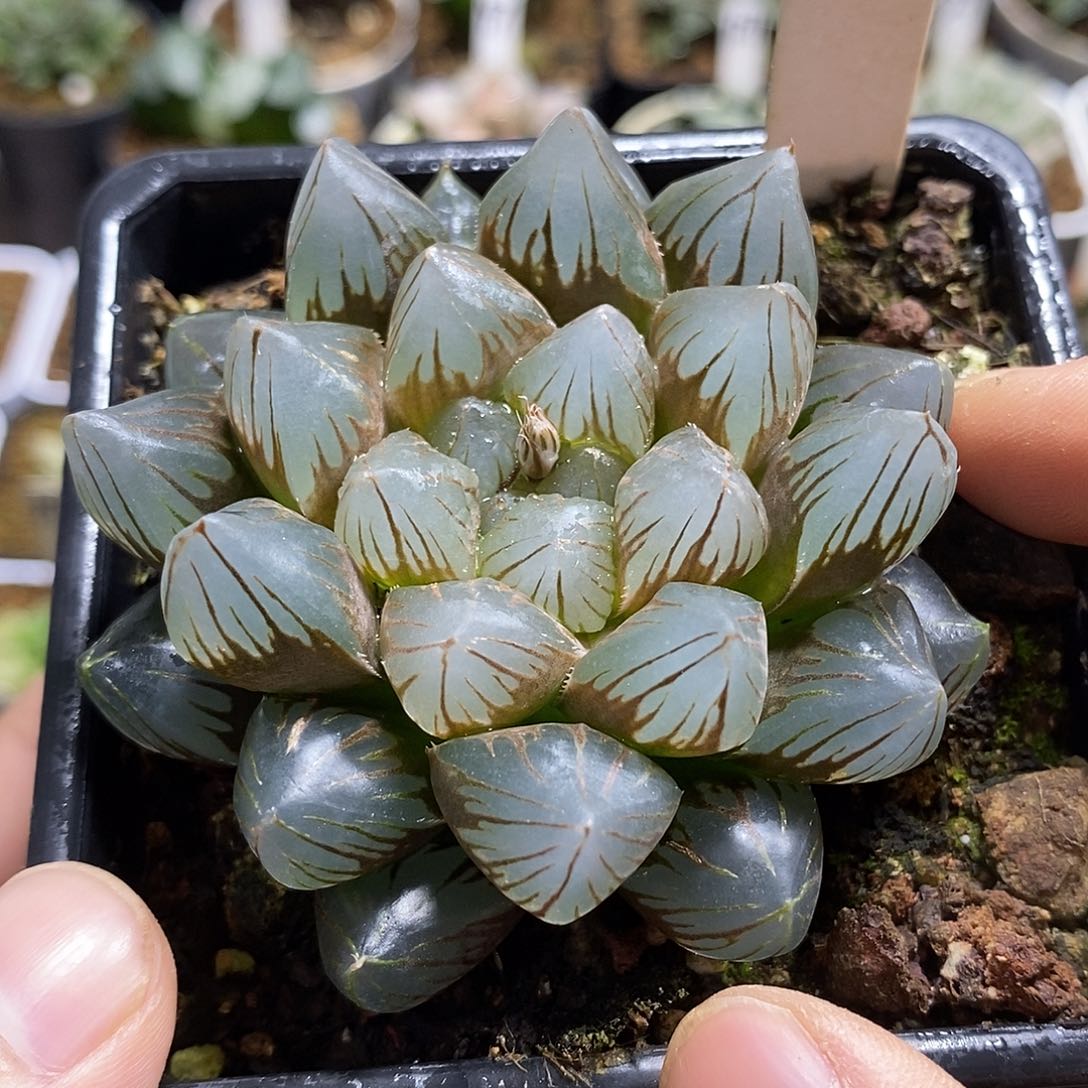 106龙爪母本十二多肉