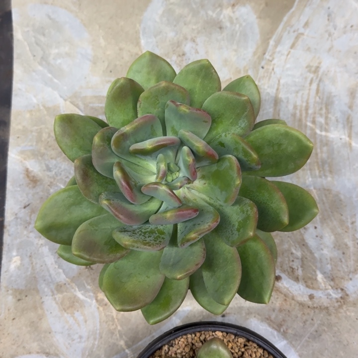 X系列美人新品 一物一拍