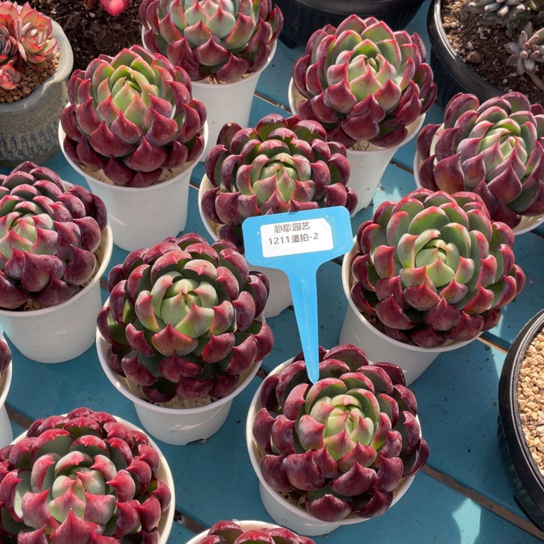 1212-2-内勾惊鸿单头一颗量拍