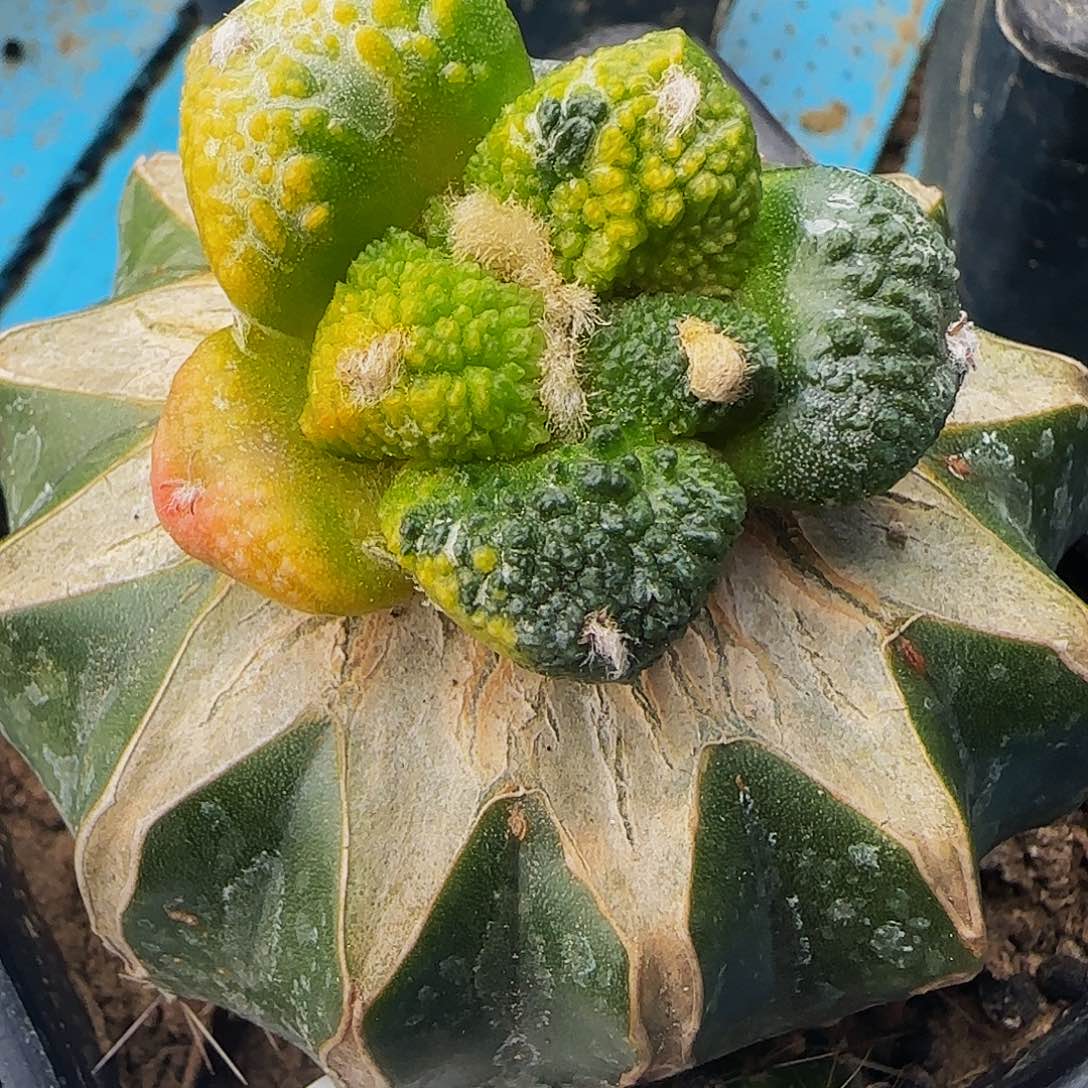 哥斯拉锦华883仙人球开花