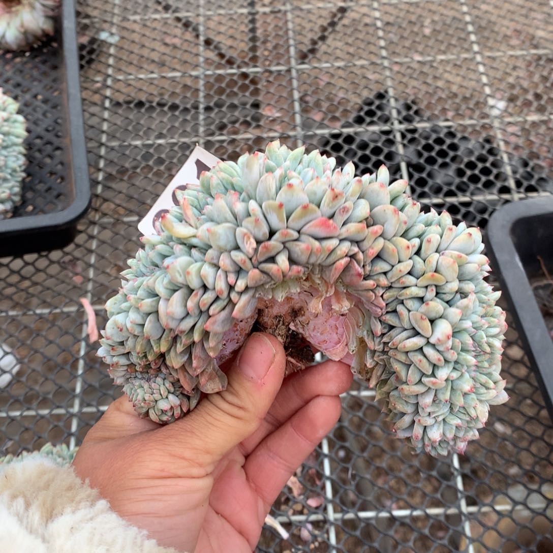 291橙子缀化多肉植物