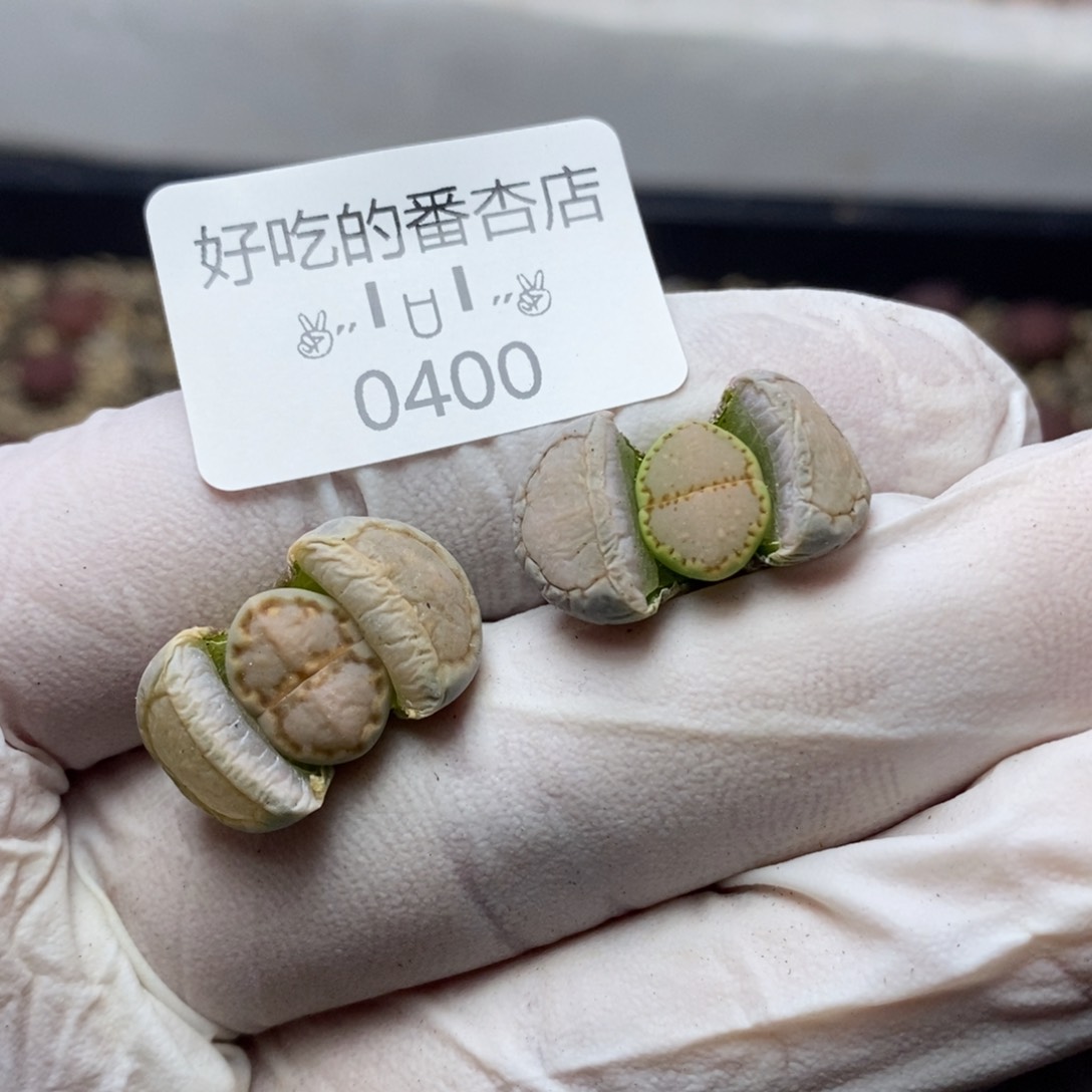 0400。零下拍保温。