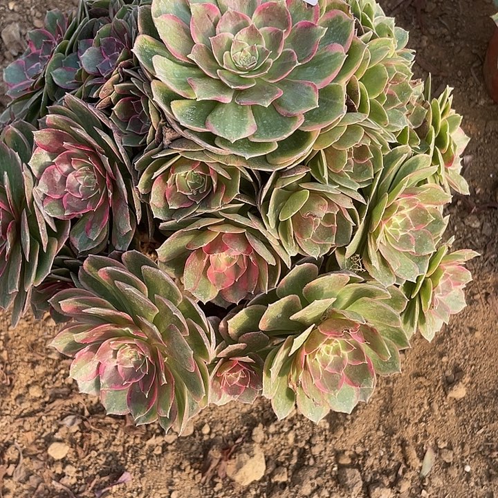 多***迷657粉花妖多肉植物