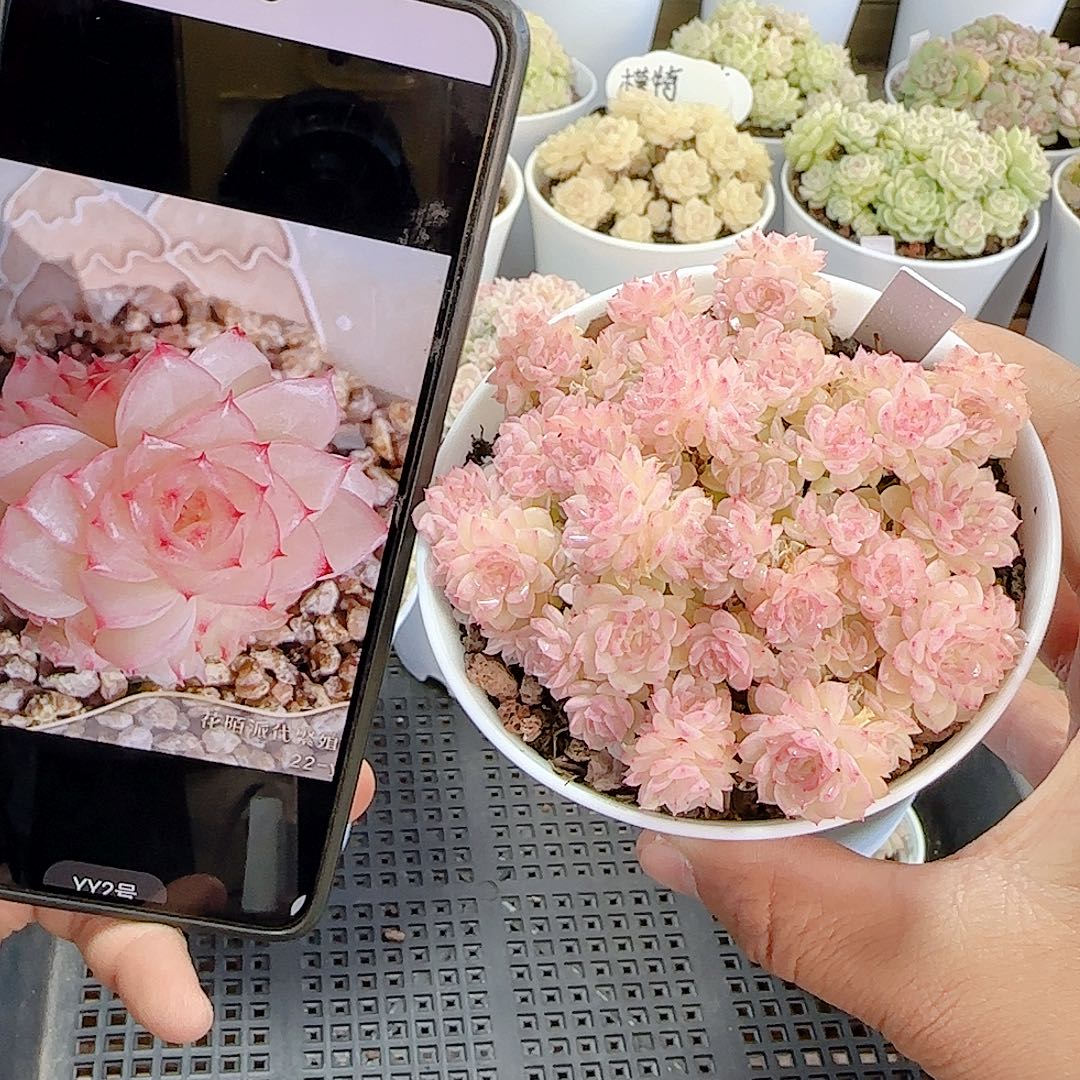 咪***1204-119（yy-2）多肉专拍