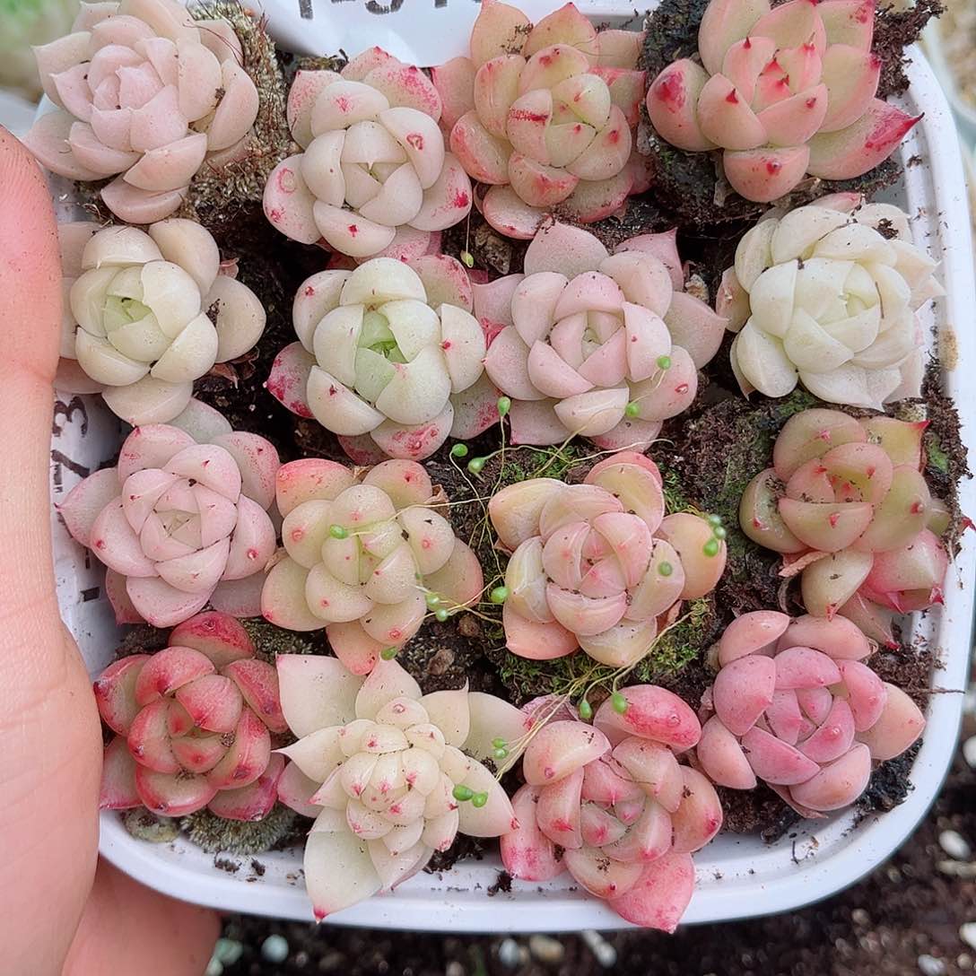 1-916 新疆西藏内蒙不发12.8包邮