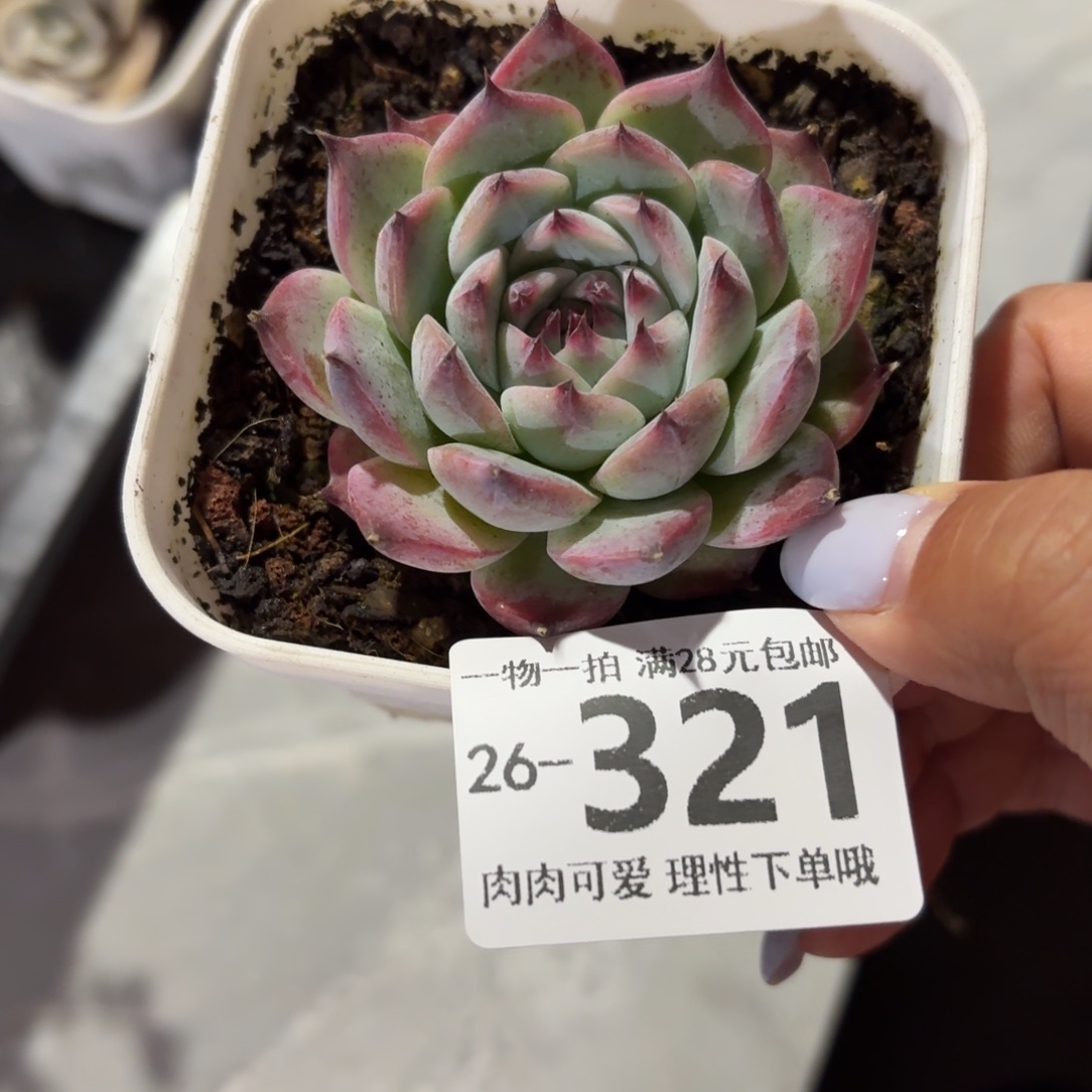 吉娃娃无盆土发货